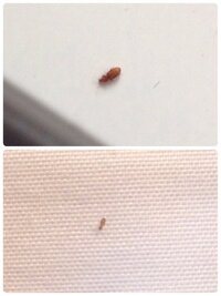 最近 部屋や布団に小さくて茶色い虫が 出てきます 何 Yahoo 知恵袋