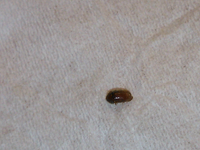 家の中に小さい虫が発生して困っています ピアノから 画像あり 数ヶ月前 Yahoo 知恵袋