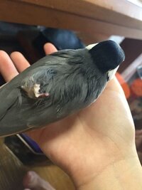 飼っている文鳥が昼間から寝てばかりいます 前までそんなことは Yahoo 知恵袋