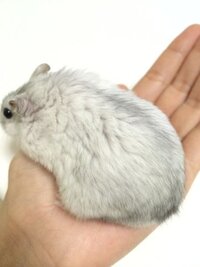 飼っているハムスターについてです ハムスターは体調がよくないと毛並みが Yahoo 知恵袋