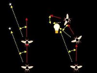街灯に集まる虫夜になると街灯に蛾などの昆虫が集まります これは昆虫 Yahoo 知恵袋