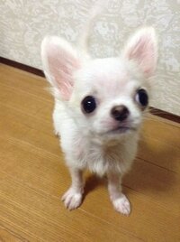 将来チワワを飼いたいのですが 子犬の時に こんな子犬は美男美 Yahoo 知恵袋