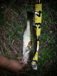 ブラックバス ラージマウス の夜釣りに関する質問です おもに野池で夜釣りを Yahoo 知恵袋