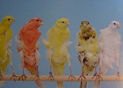 白のカナリアを飼いたいです。どなたか売っているお店を教えてください 