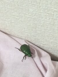 部屋にいたこの虫はカナブンですか 4cmくらいあり わたしの知るカ Yahoo 知恵袋