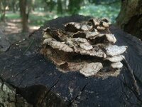 東京都の中でなぜ練馬が一番暑いんですか 何ででしょう 内陸に近 Yahoo 知恵袋