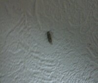 この虫は何と言いますか 小さい蛾のようなコバエ で潰すと粉が出ます ぼ Yahoo 知恵袋
