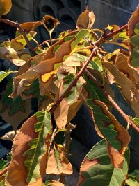 河津桜の苗木を春に買い 鉢植えで育てていました 日向に置いていたら Yahoo 知恵袋