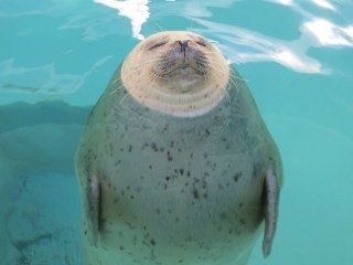 水族館にいるアザラシで水の中で立ったまま寝ているアザラシがいるのはどうしてで Yahoo 知恵袋