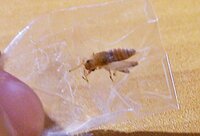 【緊急】この虫はなんですか？ 閲覧ありがとうございます。
先程へその掃除をしようとヘソを覗いたところ
白い足みたいなのが出ていたのでピンセットで出したら
添付した写真の虫が居ました。
オリーブオイルでふやかしてヘソを当たってみましたが
垢のみで卵はなかったので、ひとまず安心したのですが…

頭を突っ込んだ状態で死んでたのですが
この虫の正体は何でしょうか？
見た目白＆茶なの...
