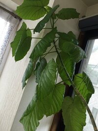 観葉植物伸びすぎて 名前もわからない観葉植物元気に育ちました 支え Yahoo 知恵袋