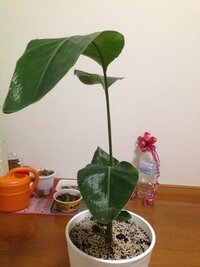 観葉植物 オーガスタ の大きな葉が破れてきます どうしたら葉が破 Yahoo 知恵袋