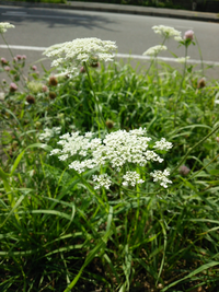 この花 植物はなんという花ですか 北海道の道端に咲いていました Yahoo 知恵袋