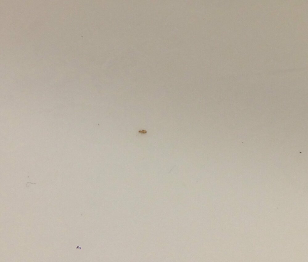 洗面所に発生した小さい虫なのですが 茶色くて大きさが1 2ミリほど Yahoo 知恵袋