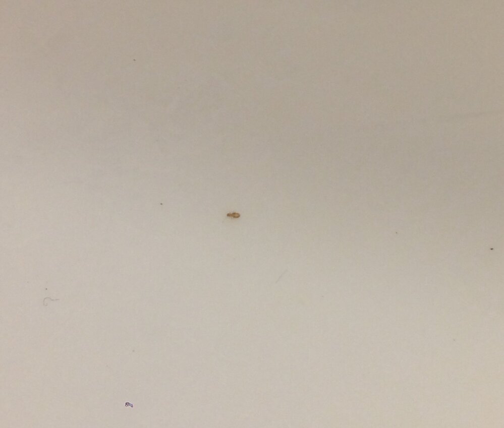 洗面所に発生した小さい虫なのですが 茶色くて大きさが1 2ミリほど Yahoo 知恵袋