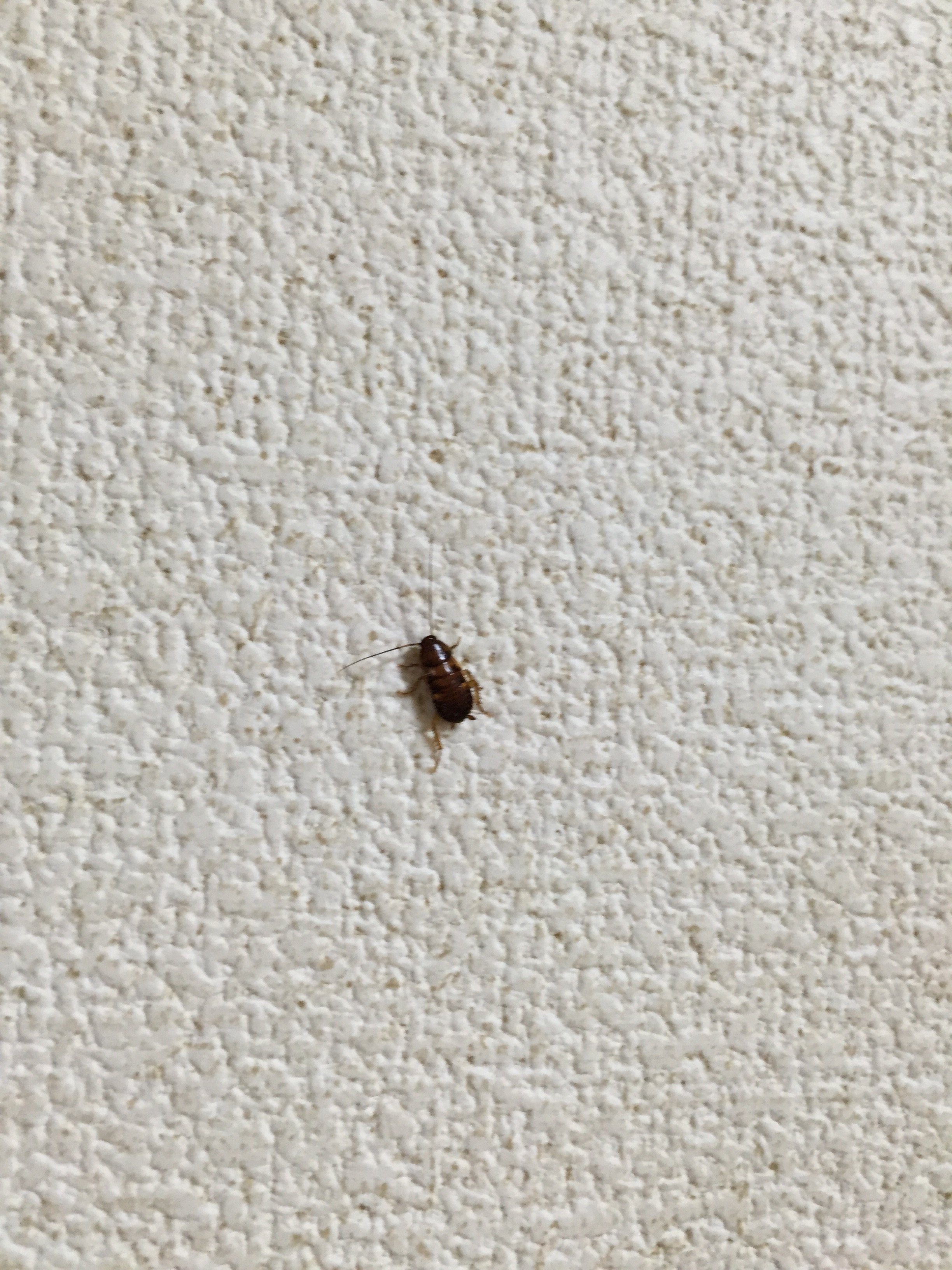 家の中で変な虫をみつけたのですが、この虫ゴキブリですか？ - 教えて 