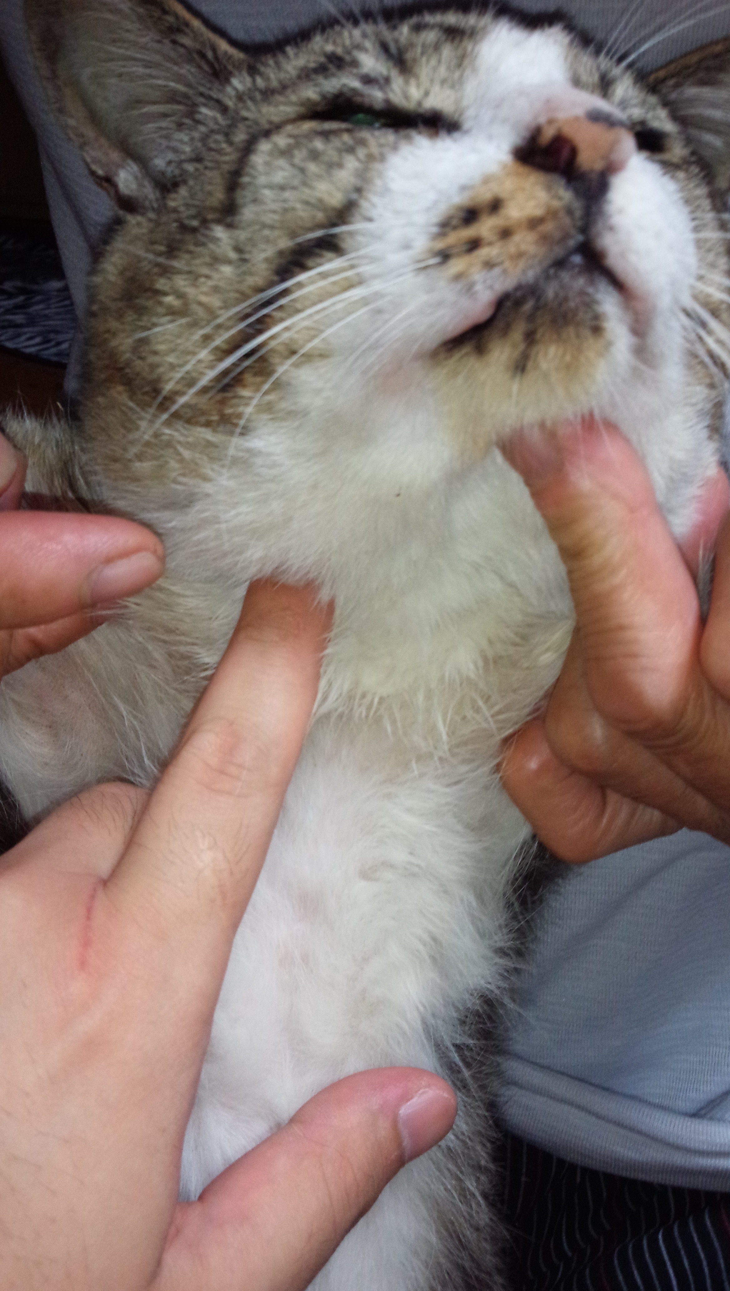 大至急！！猫に詳しい方お願いします！！】写真の猫の指で指している 