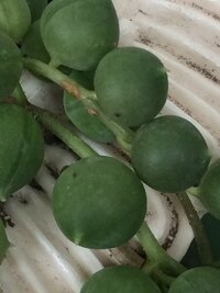 多肉植物のグリーンネックレスに付いた小さな虫について教えてください 写真のよ Yahoo 知恵袋