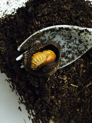 先月 卵からかえったカブトムシの幼虫がまさかの蛹 しかも 4匹も この時 Yahoo 知恵袋