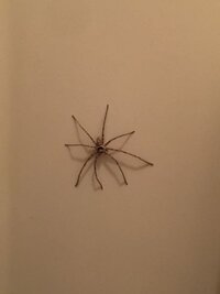 これはアシダカグモですか こんばんは アシダカグモで間違い Yahoo 知恵袋