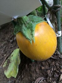 黄色いナスについて教えてください 丸ナスを育てていたら 1つだけ黄 Yahoo 知恵袋