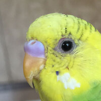 セキセイインコの目が赤い 左目の目頭あたり のですが 同じ症状が出るなどして Yahoo 知恵袋