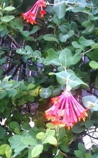この赤い花を咲かせたツル植物の名前をおしえてください スイカ Yahoo 知恵袋
