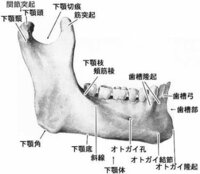 もし下顎骨が無くなってらどうなりますか 死ぬでしょうか 生きてられ Yahoo 知恵袋