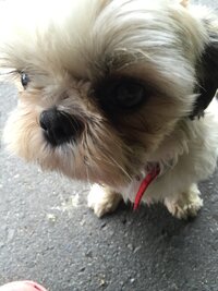 15歳以上生きた長寿犬飼育経験の方に質問です 食事は何を与えてまし Yahoo 知恵袋