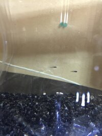 熱帯魚 稚魚同じ水槽内でカージナルテトラとグッピーを飼育してます さっきふと Yahoo 知恵袋