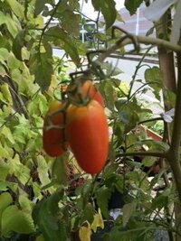 家庭菜園でミニトマト作ってます画像のように実が長くなるのが最近多い Yahoo 知恵袋