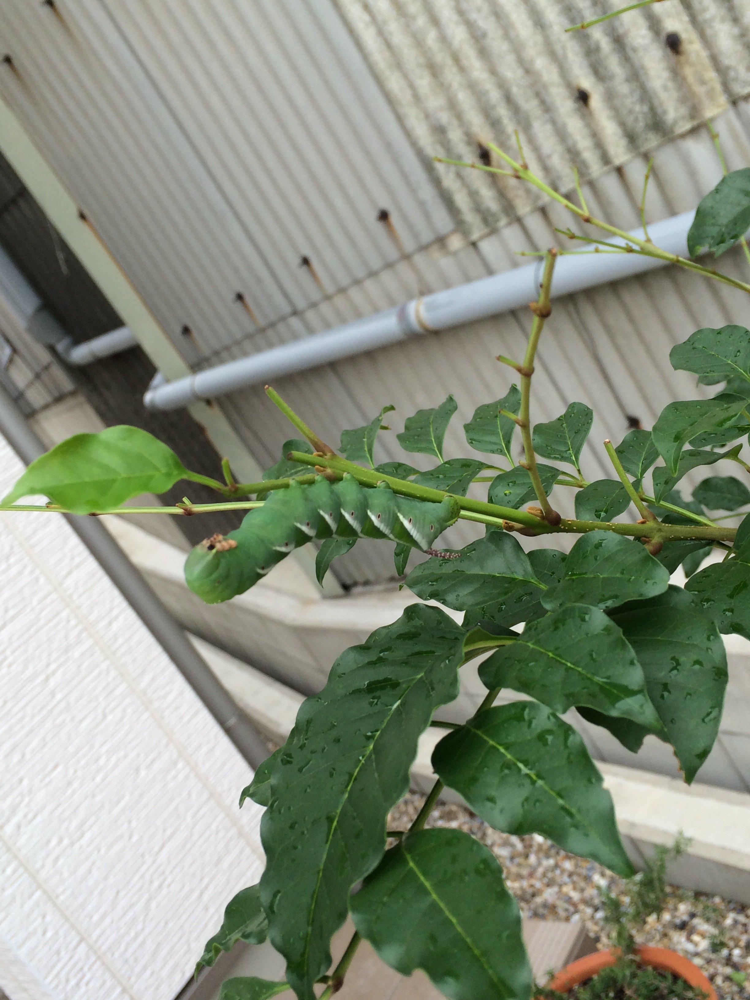 シマトネリコの葉が見事に食われました 涙 大量の青虫 スズメガでし Yahoo 知恵袋