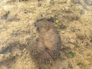 今沖縄で磯遊びしているのですがこのカニの種類わかる方いますか 毛がたくさん生 Yahoo 知恵袋