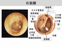 耳はどのくらいの音量で鼓膜が破れるのか 人間の耳を動物良くはあ Yahoo 知恵袋