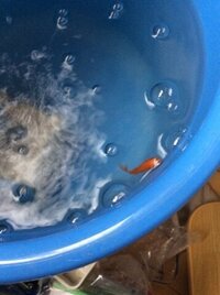 金魚1匹をバケツで飼っているのですがエアーポンプがないため 1 Yahoo 知恵袋