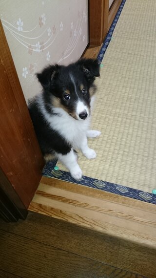 生後２ヵ月と少しのシェルティの甘噛みについてです ２週間前に縁あっ Yahoo 知恵袋