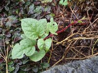 ツルムラサキの花って食べられますか 我が家で育てているツルムラサキに Yahoo 知恵袋