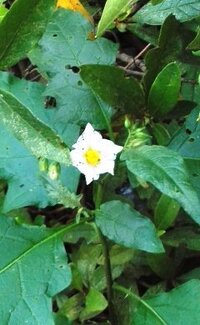 道路脇の植え込みに生えてる小さな白い花の雑草っぽい植物の名前をおしえてくださ Yahoo 知恵袋