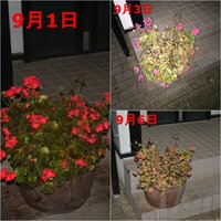 除草剤 花の枯れ方についてインターネットでこのような画像を見つけたのですがこ Yahoo 知恵袋