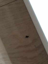 家の中で 小さい黒い虫が 良く出るんですが この虫 何かわかりますか 家の中で 教えて 住まいの先生 Yahoo 不動産