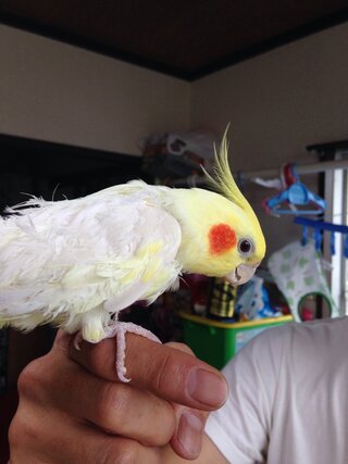 うちのオカメインコです ひなの時は毛並みが綺麗でしたが換羽後頭だけ Yahoo 知恵袋