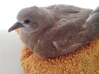 画像ありコキジバト 鳩の子供を保護しました 野良猫に襲われた Yahoo 知恵袋