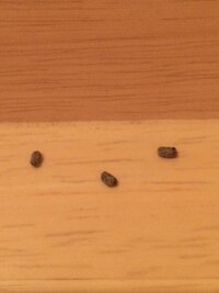 何かのフンでしょうか 家の中にこんなものが落ちています 長さは４mm程です ゴキ 教えて 住まいの先生 Yahoo 不動産