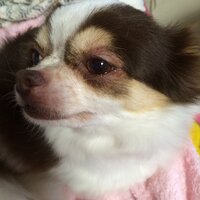 犬に二重瞼ってありますか チワワを2匹飼っていますが 2匹共同じ兄弟でも目 Yahoo 知恵袋