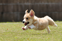 愛犬家の方に質問です 愛犬家の方は本当に好きな犬種 嫌いな犬種がないのですか Yahoo 知恵袋