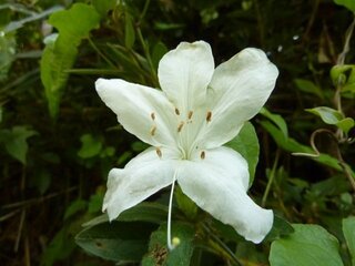 この植物の名前 種類 を教えてください 秋に咲くツツジです 9 11 広島県 Yahoo 知恵袋