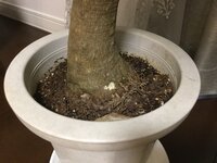 観葉植物のポニーテールについて 葉がすべて枯れてしまい根元から新しい芽 Yahoo 知恵袋