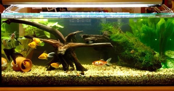 60cmスリム水槽に金魚10匹は多すぎますか？ - 写真が実際の水槽でGEX 