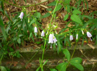 山で可憐な花を見つけましたが花の名前が判りません アキギリ ラシ Yahoo 知恵袋