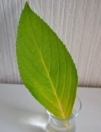 あじさいの切花を長持ちさせるには 庭のあじさいを切り花に Yahoo 知恵袋